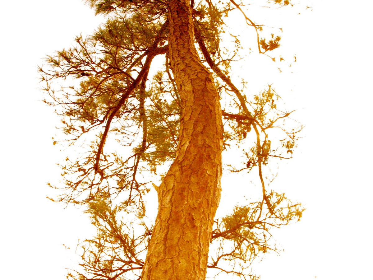 Lost Pines