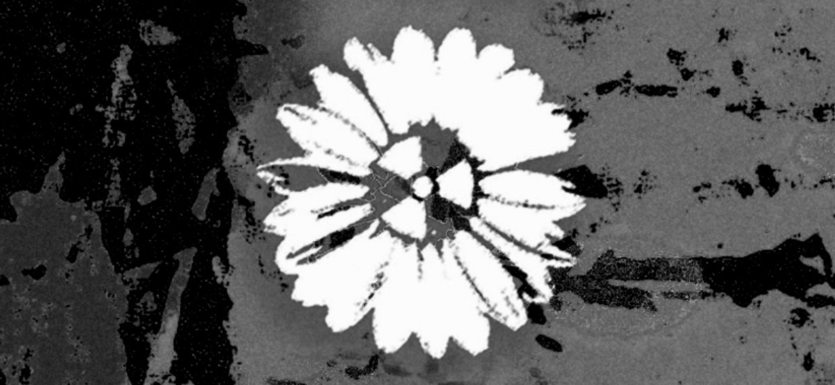 Nuclear Daisies