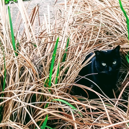Oddcat