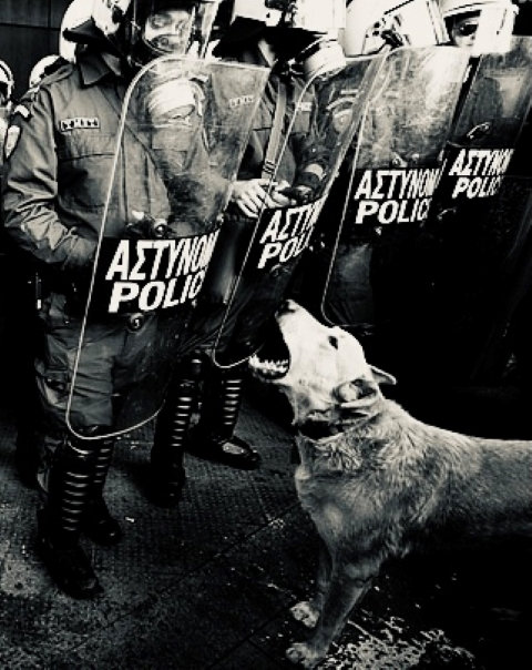 Perro Amargo