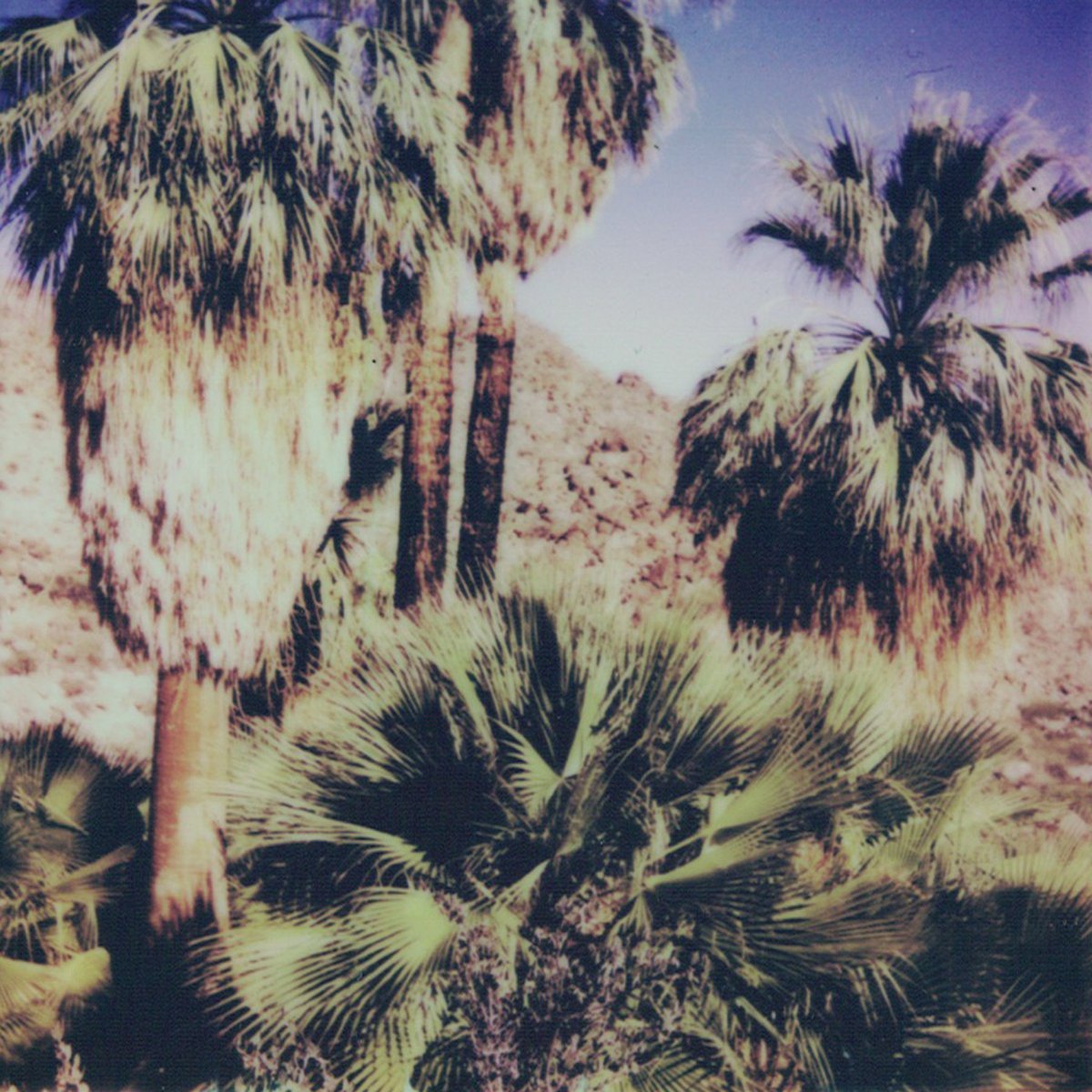 Reign of Ferns