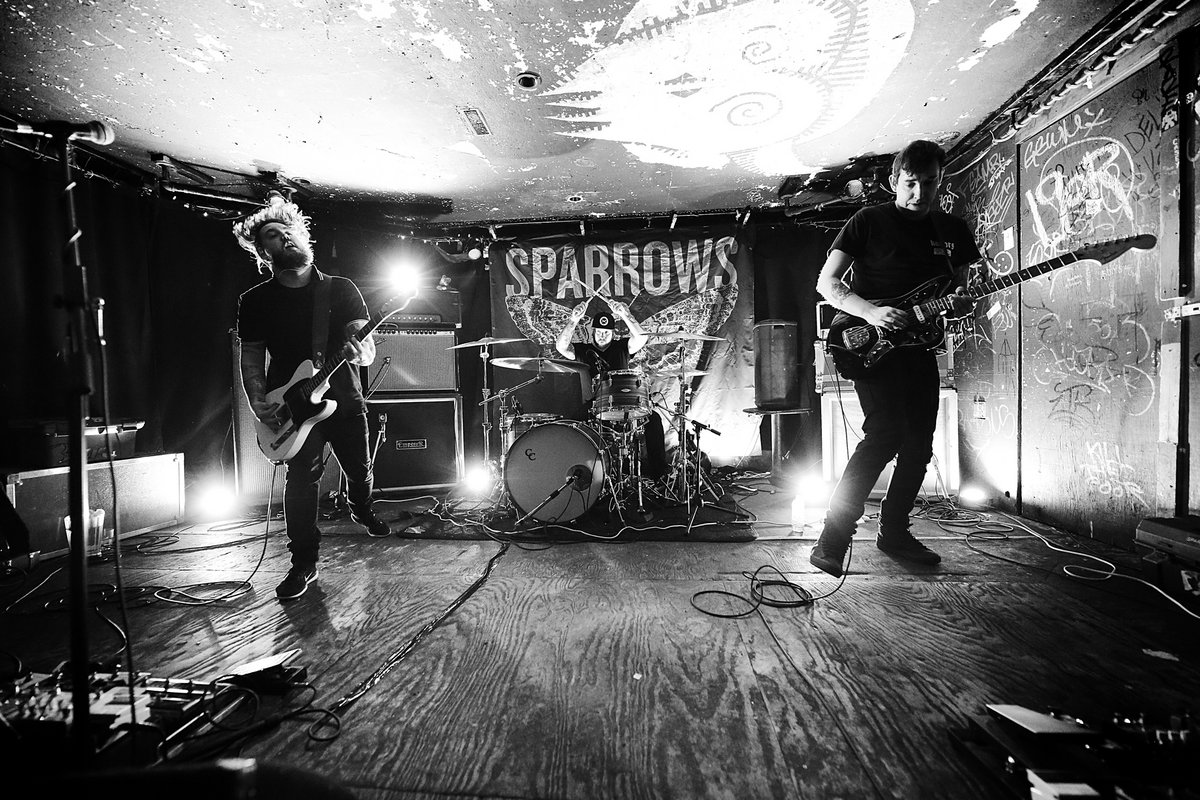 Sparrows