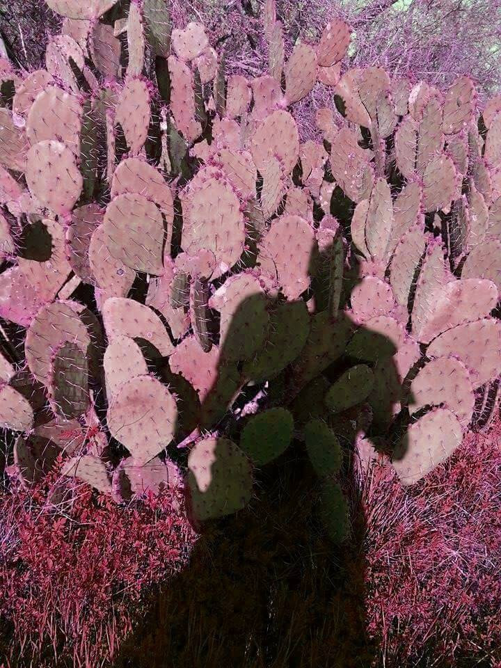 SpasModular